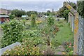 Allotment Gardens