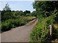 Road onto Collin Moss