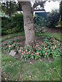 Landscaped tree in Hendon Park