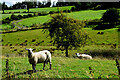 Sheep, Knocknahorn