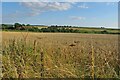 Oats by the A44