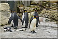 Penguins, Birdworld