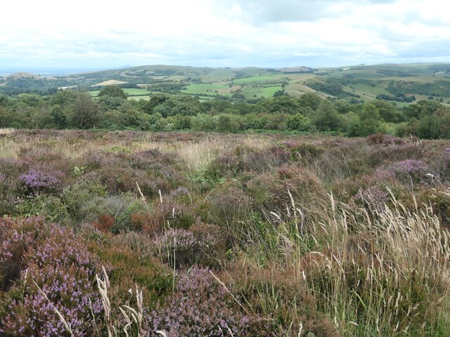 Heather on the eastern flank of the... © Christine Johnstone cc-by-sa/2 ...