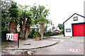 Palm trees at Fire Station, Ardfern