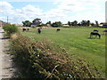 A field of donkeys by Low Farm