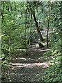 In the heart of Wenlock Edge, north of Presthope