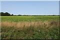 Field by East Fen Drove