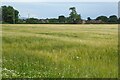 Field of barley