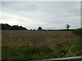 Fields off Wrottesley Park Road