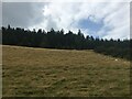 Field and forestry edge near Rhydcymerau