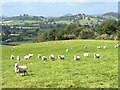 Field of sheep at Gelli Farm