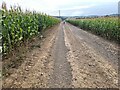 Farm road between fields of maize