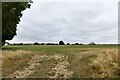 Sellindge: Field with grazing sheep