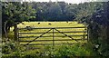 Sheep in field on SE side of St Helens Street south of Wyndham Lodge