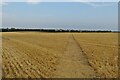 Bridleway towards Greenacres