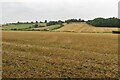 Farmland north of Plumdon Lane