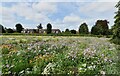 Romsey Abbey, north garth: Area left for nature