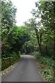 Road in the Lamorna Valley