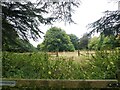 Fields off Stockwell Road