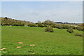 Downland pasture