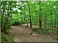 Footpath in Wath Wood