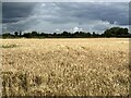 Field of barley under a leaden sky