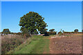 Field Footpath