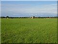 Field with bales