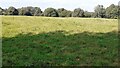 Field and woodland at Crow Trees Farm