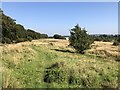 Path beside the Antonine Wall