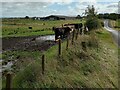 Cattle near Dyke Farm