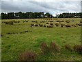 Large field of rough grazing