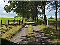 Treelined farm track