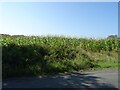 Maize crop off Linnards Lane