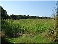 Field of maize towards Winnington Wood