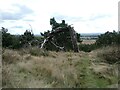 Lightning-blasted tree on Haughmond Hill