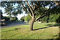 Sunlit Tree, West Preston