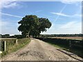 Farm road to Oxheys Farm