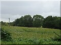 Maize crop near Grange Farm