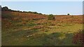 Vales Moor heathland