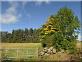 Autumn colour, Milton of Drimmie