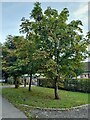 Chestnut trees on Fanns Farm Road, Oxen End