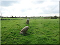 Cylch Cerrig Meini Gwyr / Meini Gwyr Stone Circle