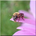 Yellow-legged Mining Bee