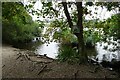 Shore of Swanpool near Silverdale Road