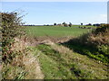 Winter cereals, Angerton North Moor