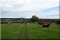 Cattle and path north of Rodley Lane