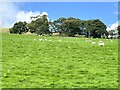 Sheep in sloping field