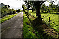 Tree shadows along Corbally Road