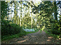 Track into Thorpe Belt off Topshill Road